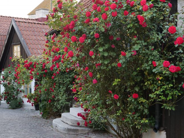 Rosen auf Gotland
