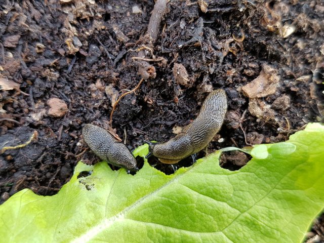 Schneckenplage im Garten